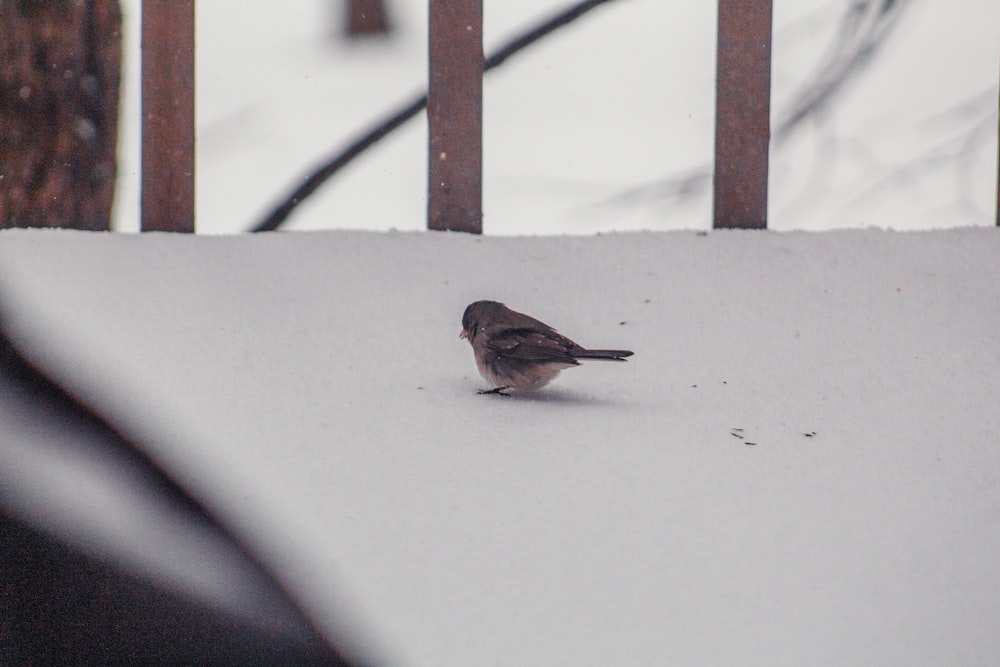 a small bird standing on top of a snow covered ground