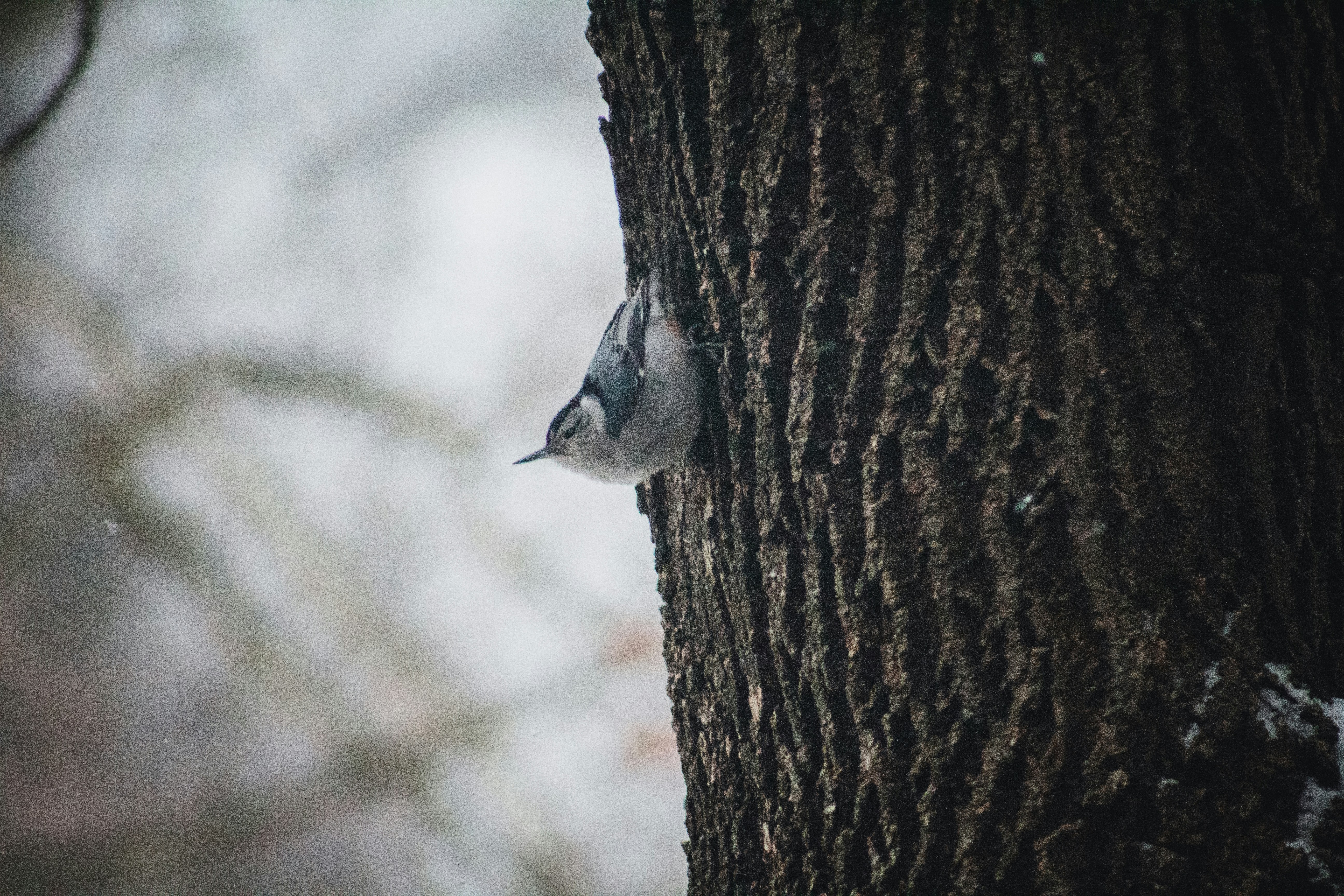 a bird is peeking out of a hole in a tree
