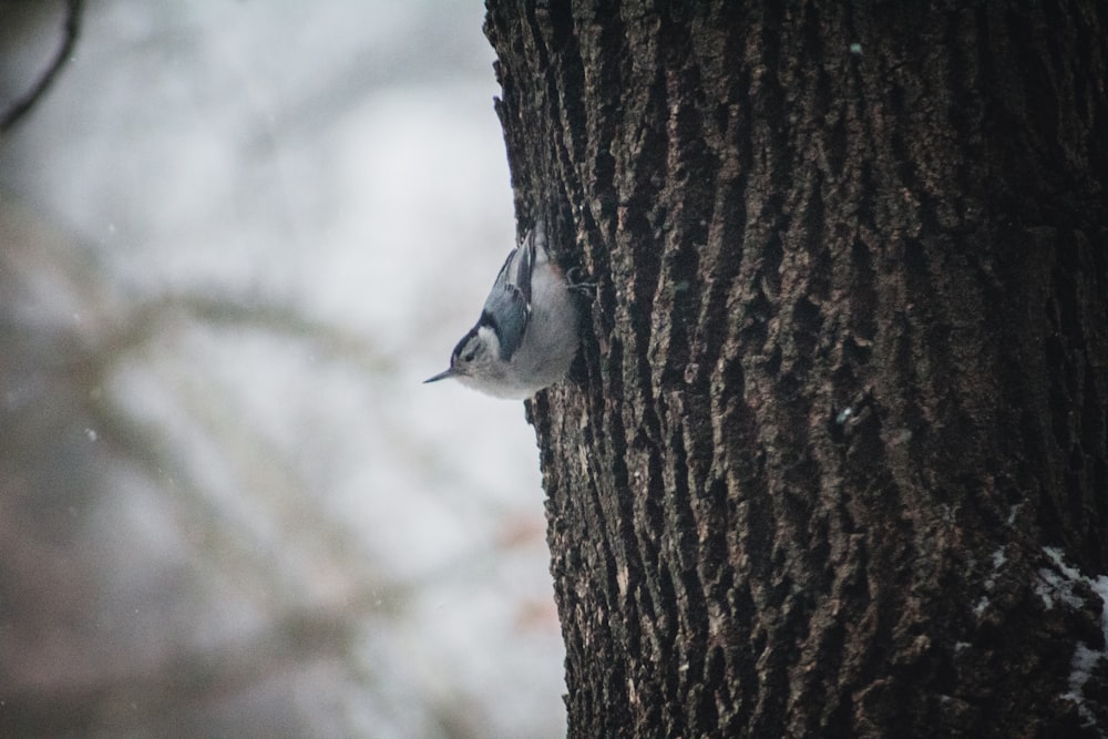 um pássaro está espreitando para fora de um buraco em uma árvore