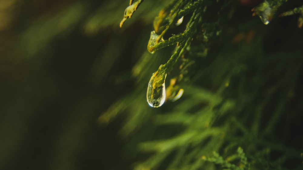 a drop of water hanging from a tree branch