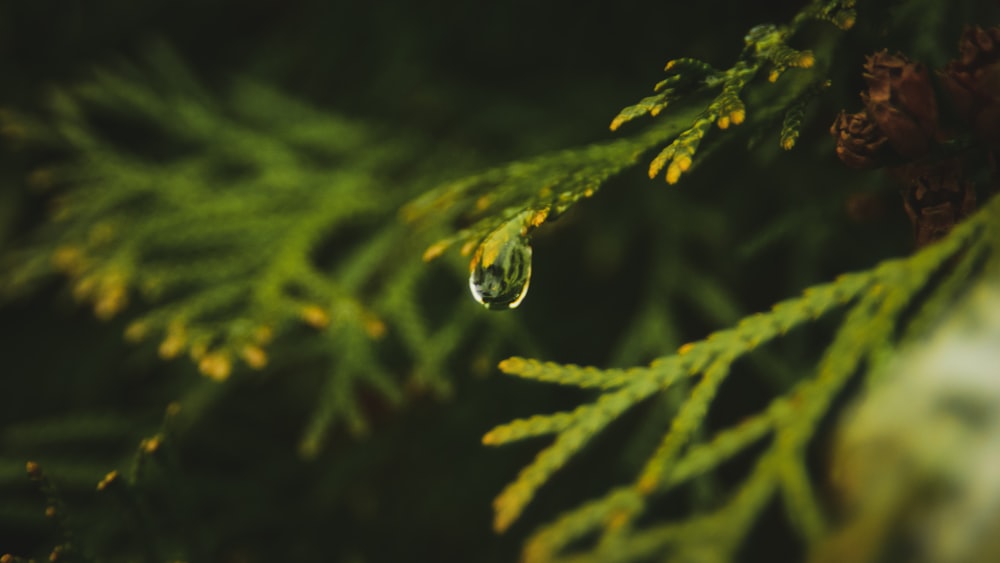 Ein Wassertropfen, der an einem Ast hängt