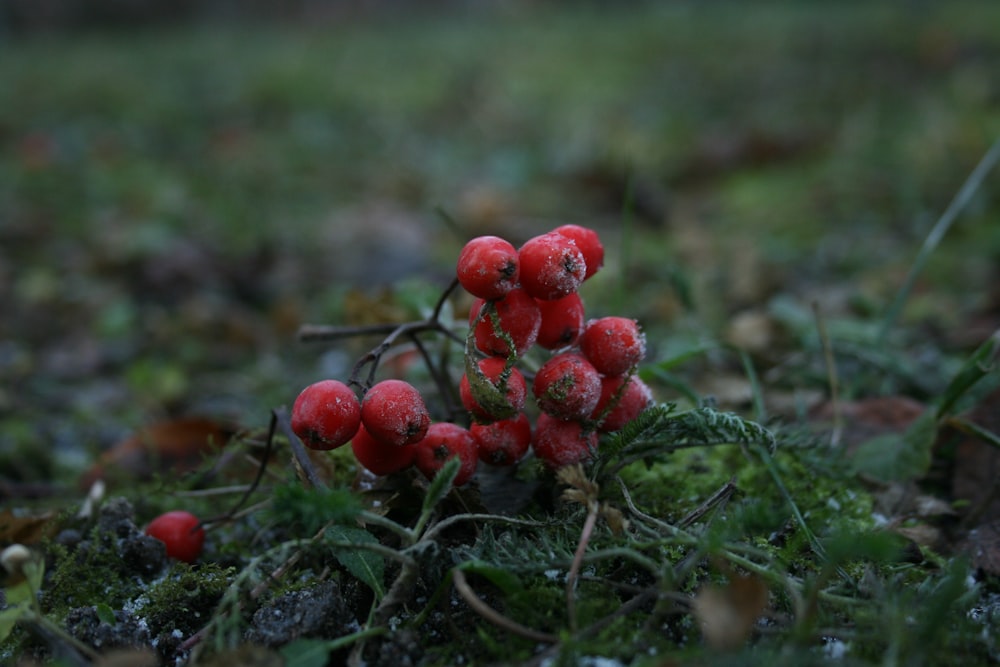 a bunch of berries that are on the ground