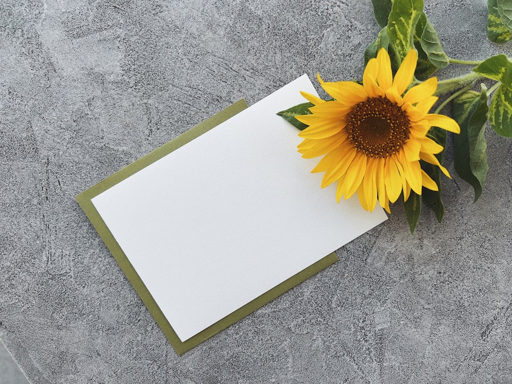 Eine gelbe Sonnenblume sitzt auf einem Stück Papier