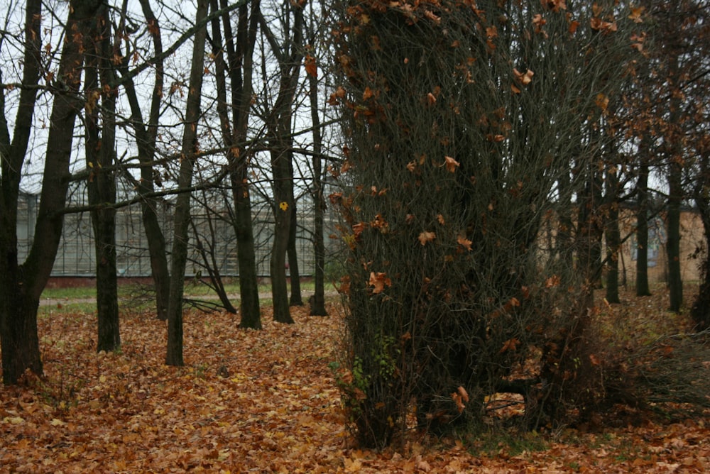 a tree with lots of leaves on the ground