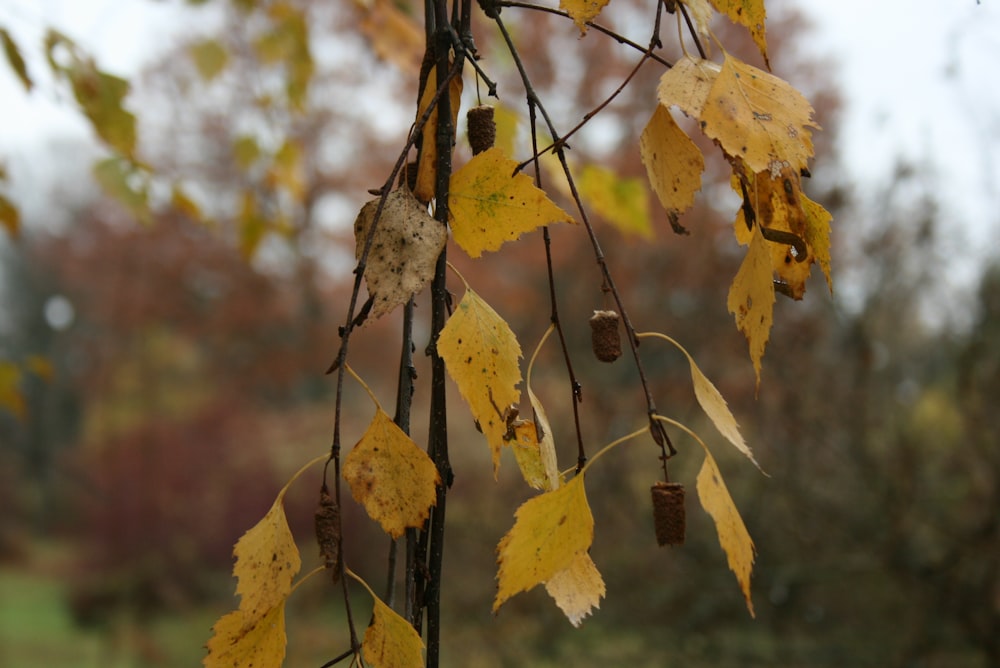 a tree with yellow leaves in the fall