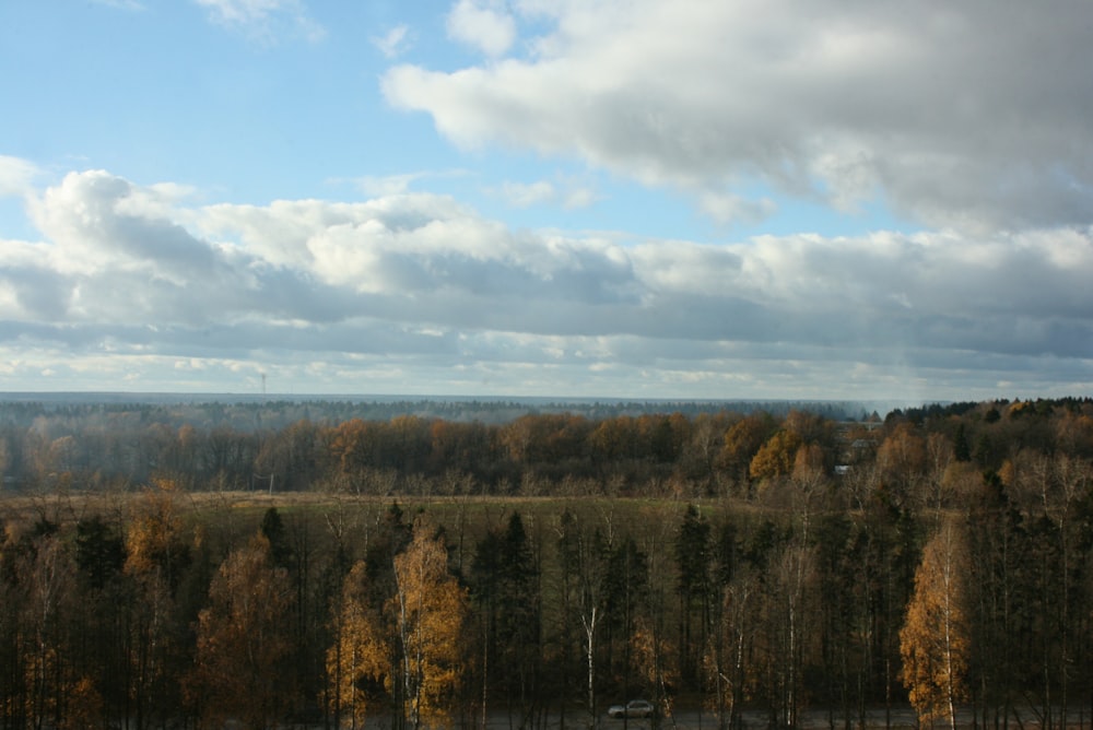 a view of a forest from a distance