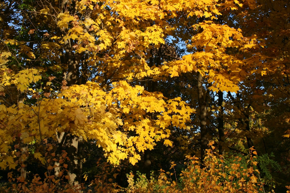 a yellow tree with lots of leaves on it