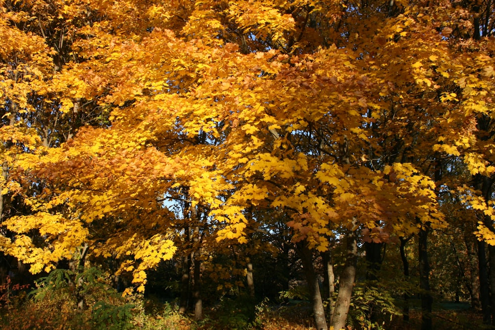 a tree with yellow leaves in a park