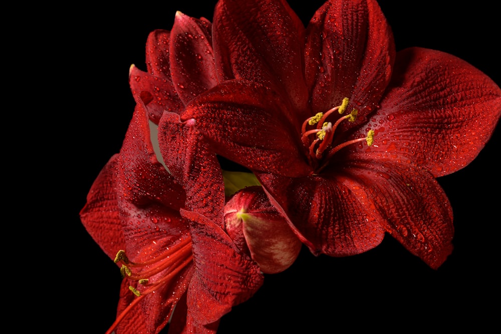 a close up of a red flower on a black background