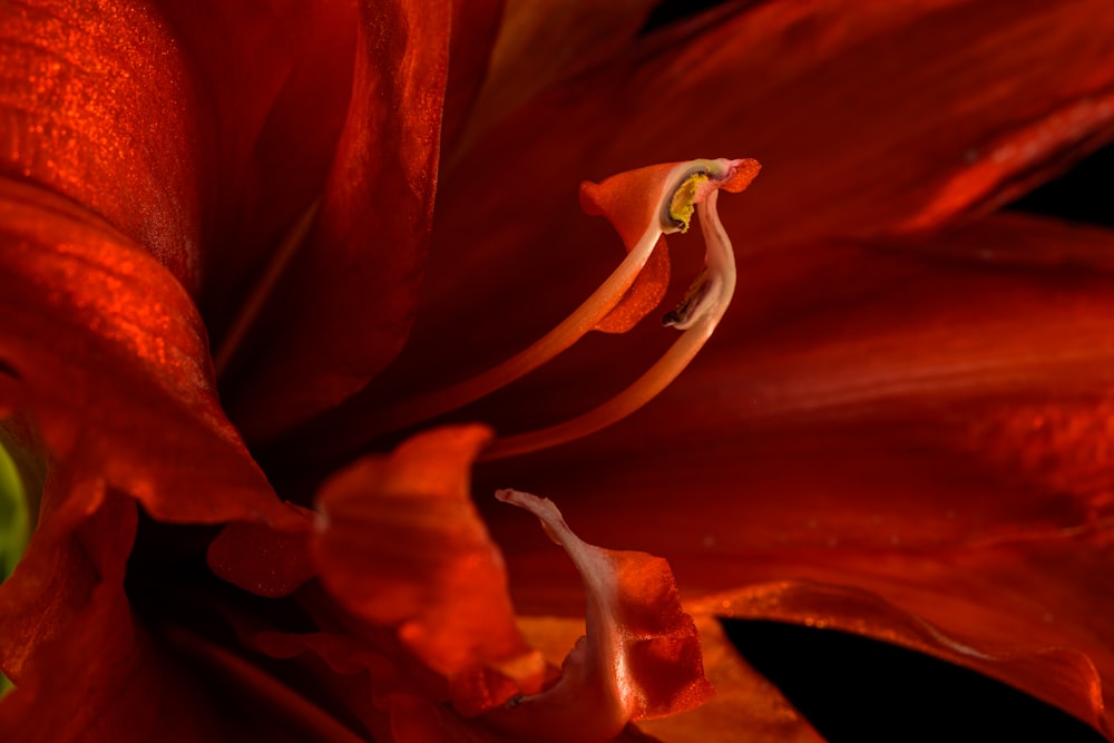 Un primo piano di un fiore rosso con uno sfondo nero