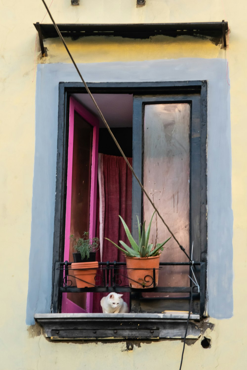 a cat is sitting in a window sill