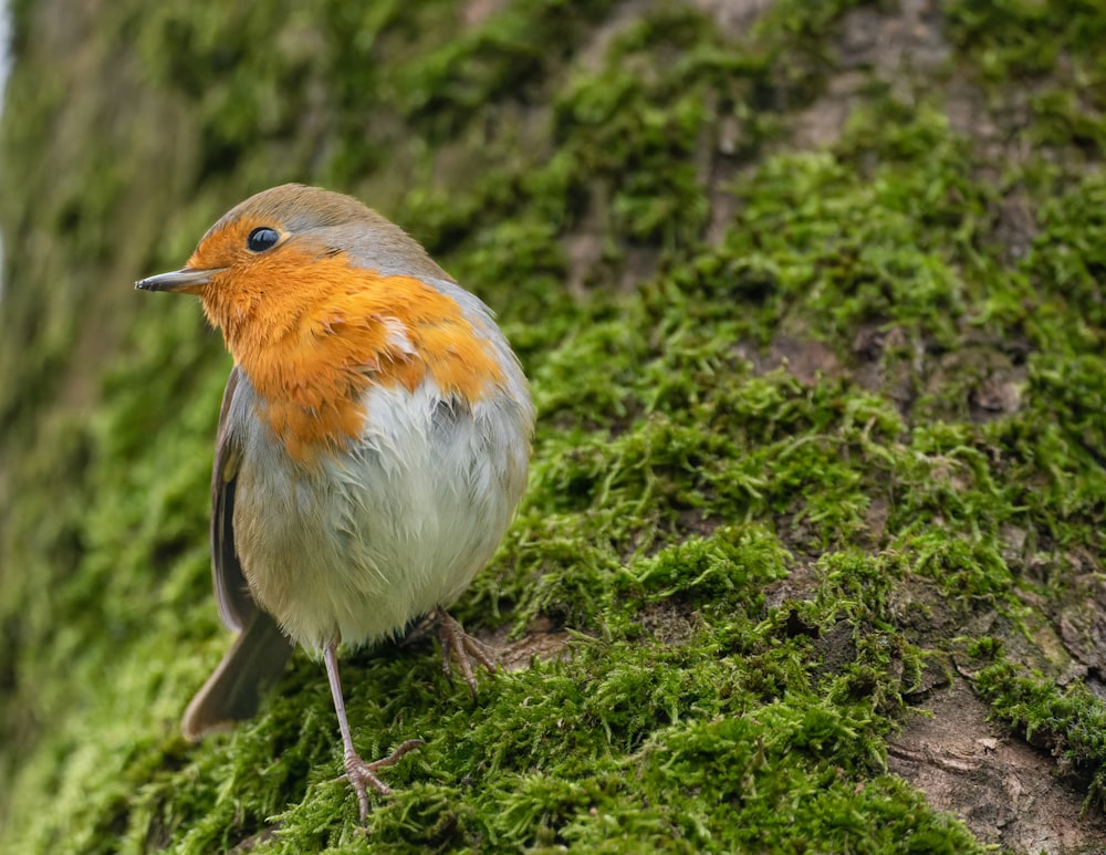 a close up of a bird on a mossy tree