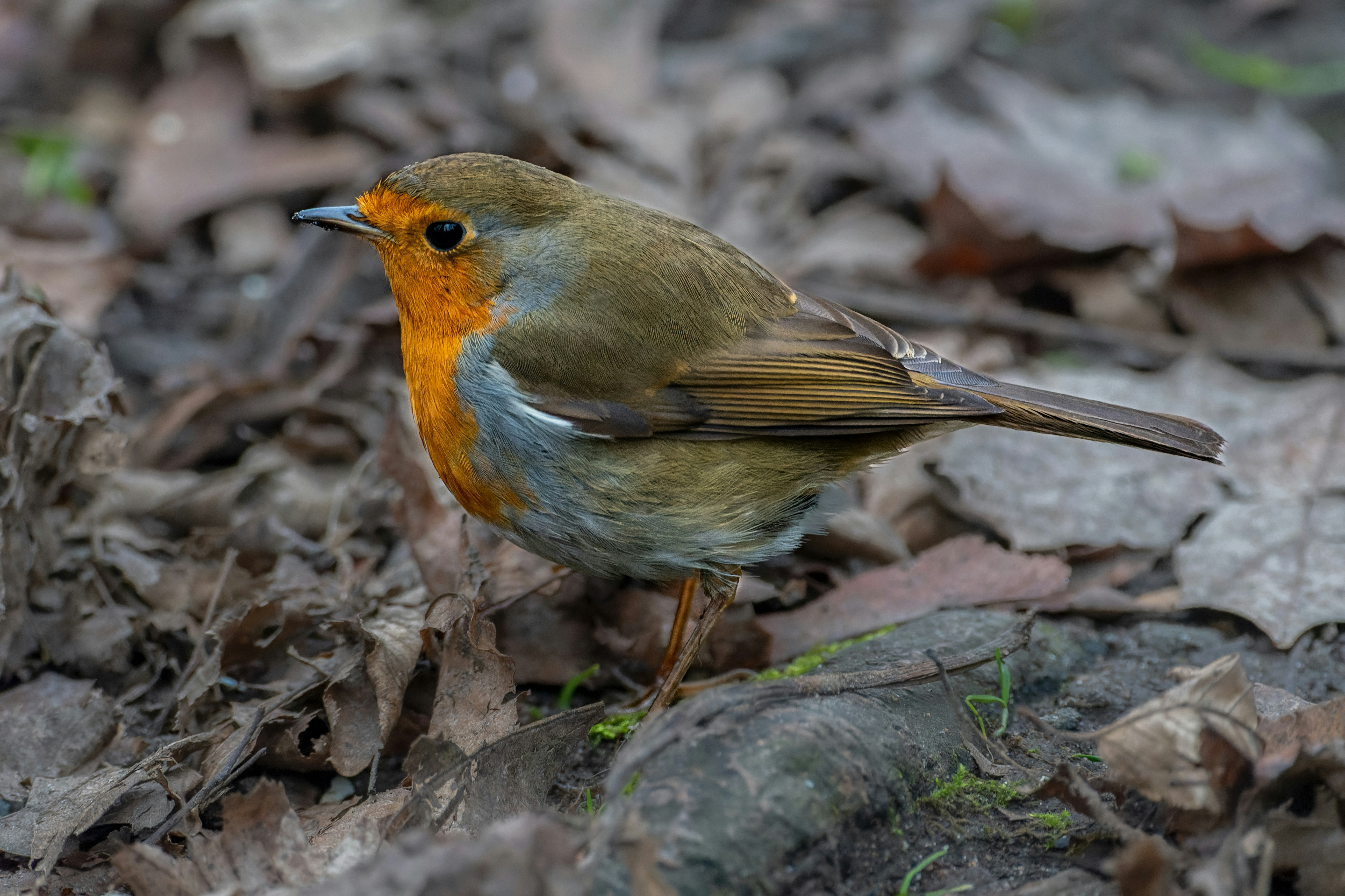 Photo by siegfriedpoepperl