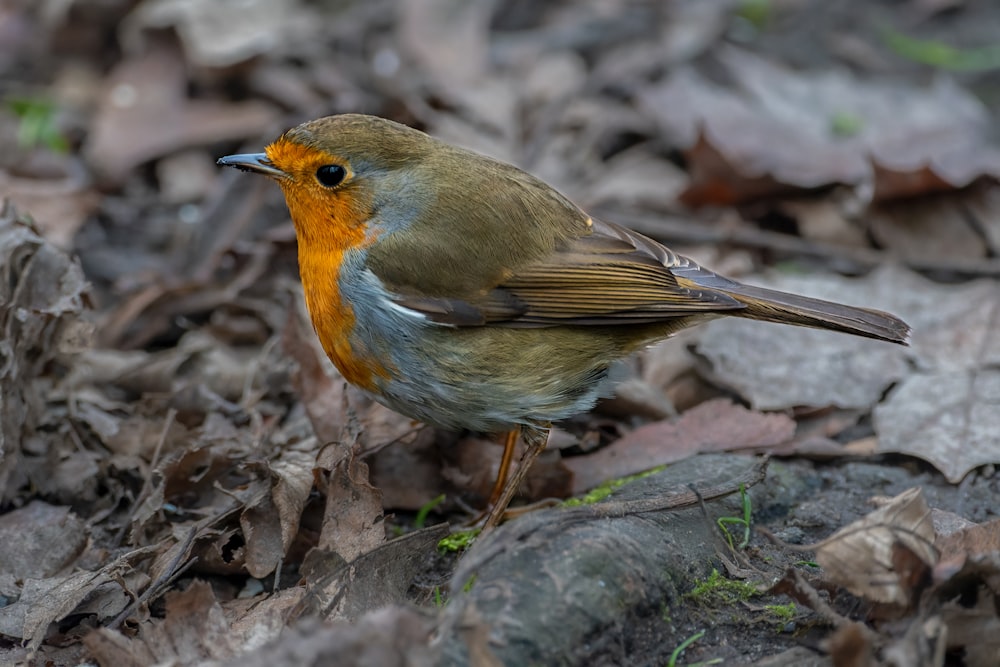 a small bird is standing on the ground