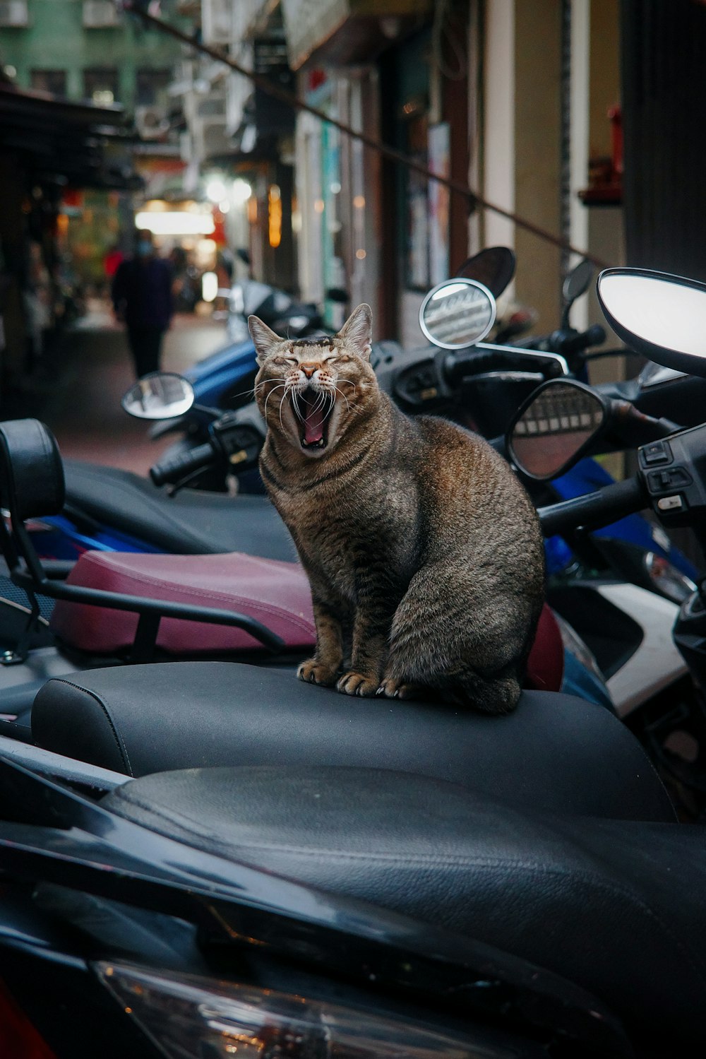 a cat yawns while sitting on a motorcycle