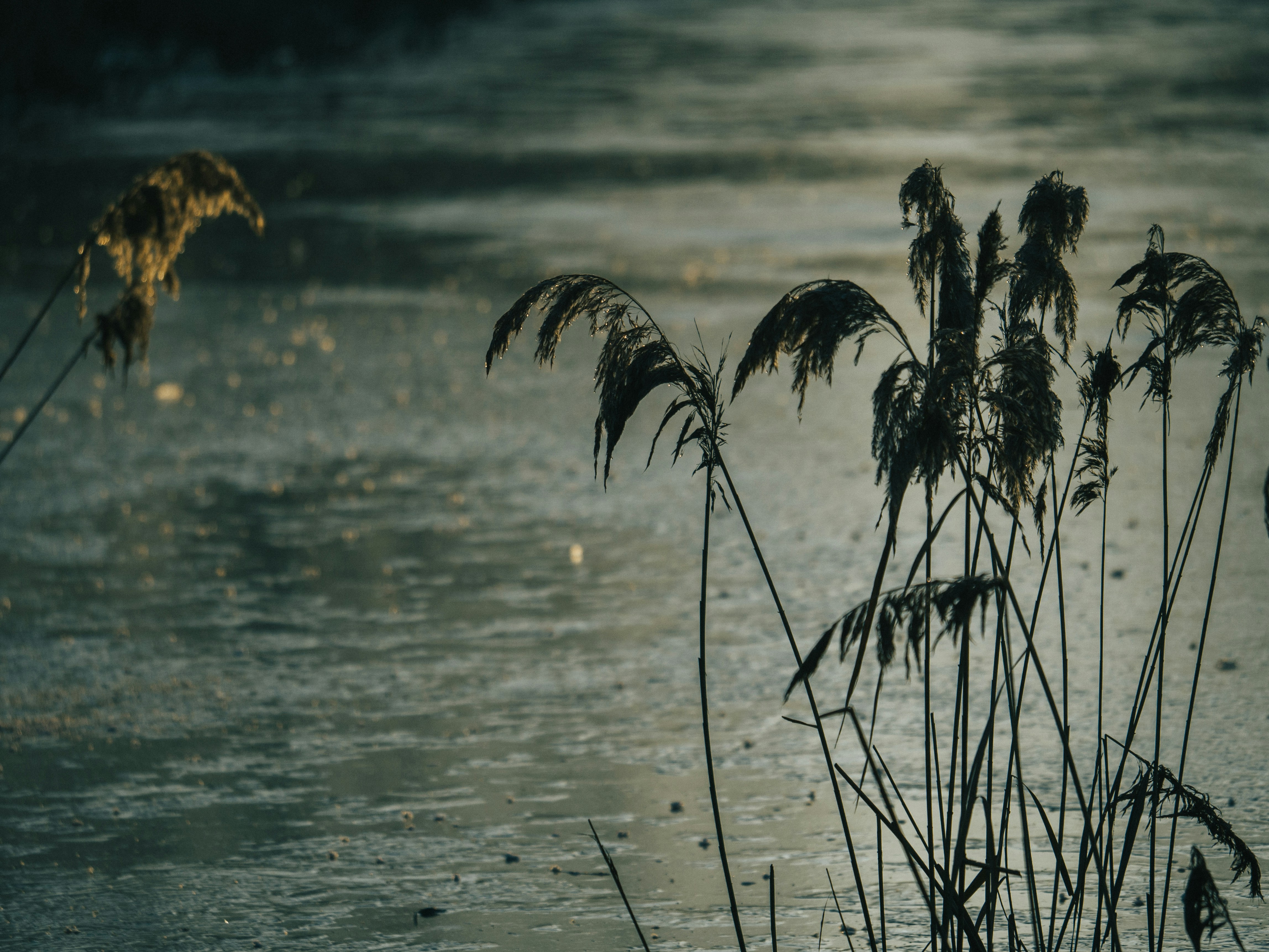 a couple of plants that are in the water