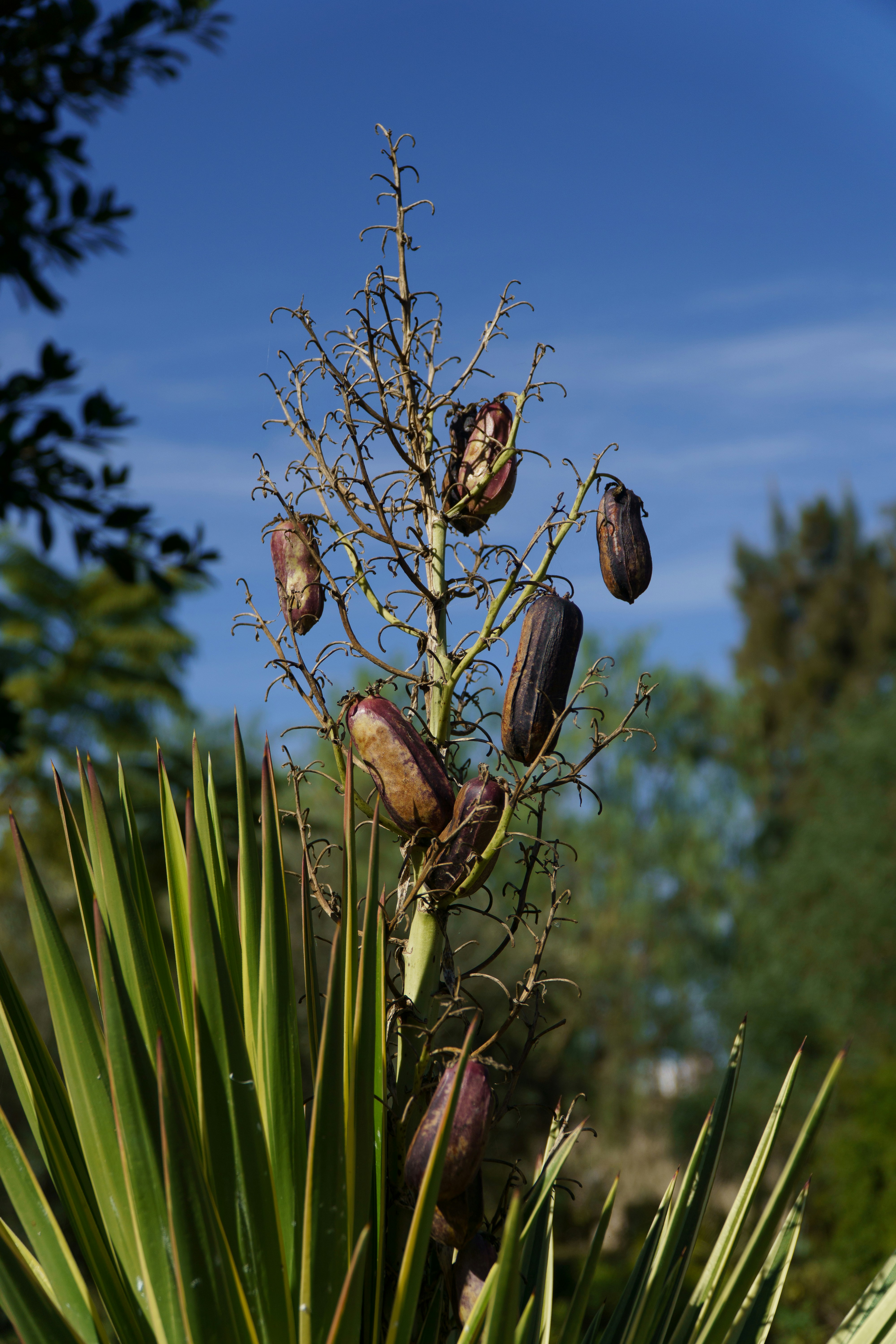 a close up of a plant with fruit on it