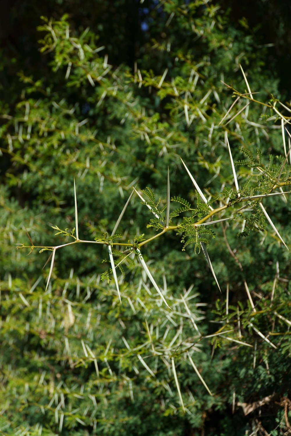 a close up of a tree branch with needles