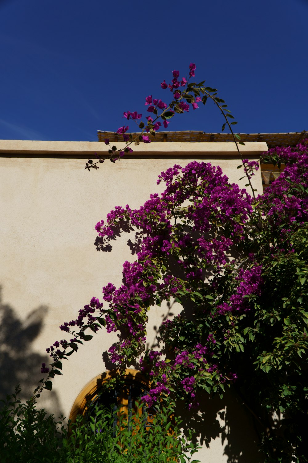 purple flowers are growing on the side of a building