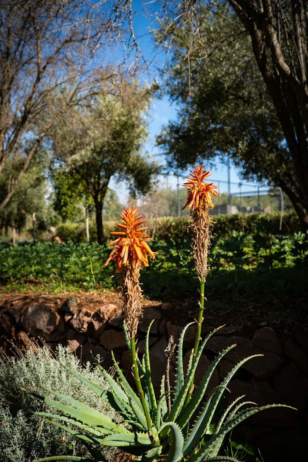 Una planta con flores de naranja en un jardín