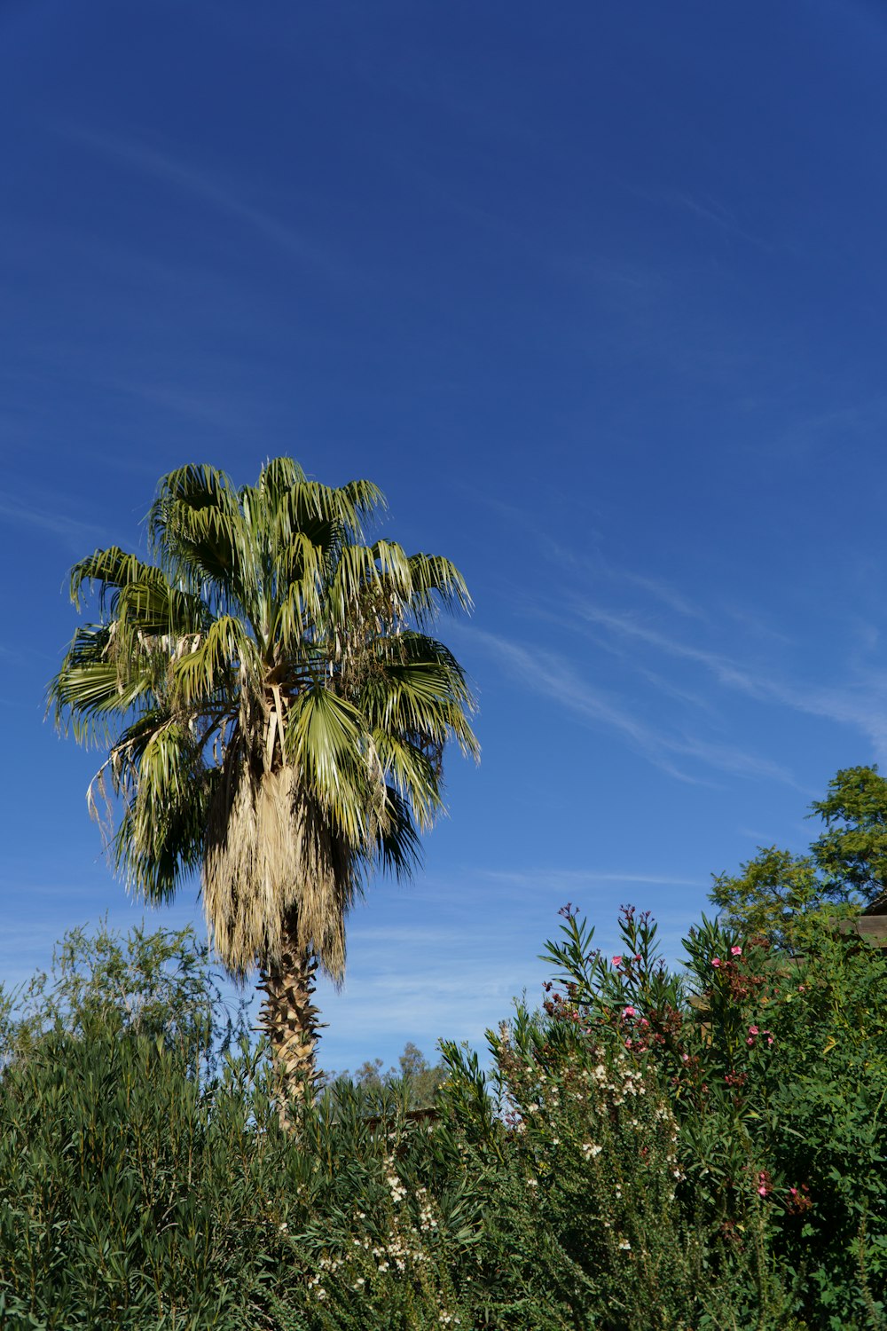 a tall palm tree sitting next to a lush green forest