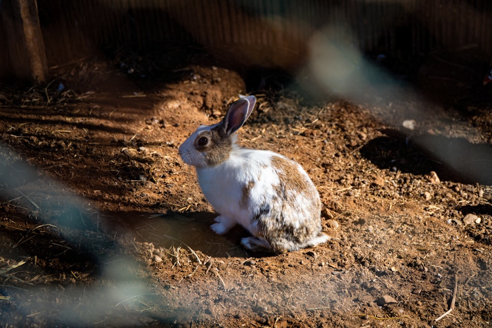a rabbit sitting in the dirt behind a fence