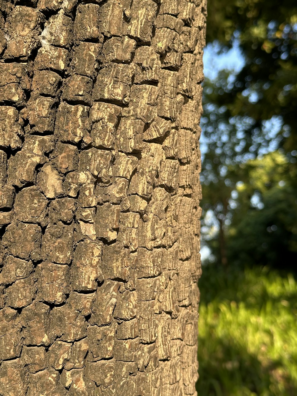 a close up of the bark of a tree