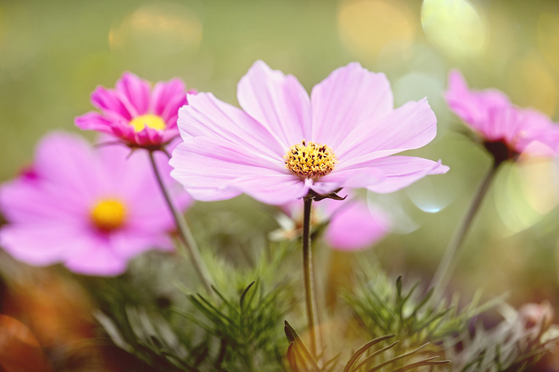 a group of pink flowers sitting on top of a lush green field