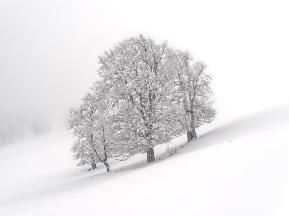a group of trees covered in snow on a hill