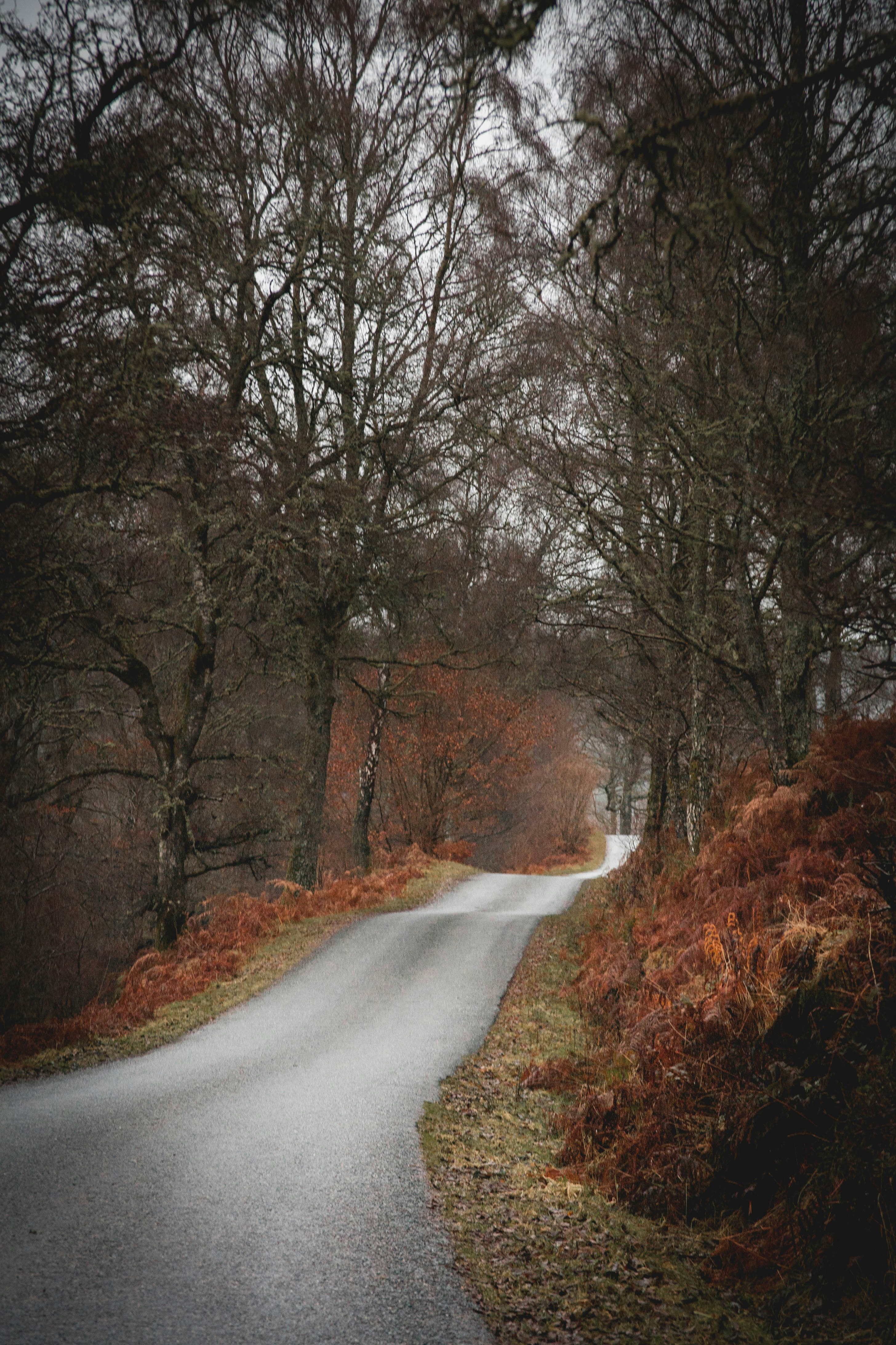 Foto Un camino vacío en medio de una zona boscosa – Imagen Pitlochry ...