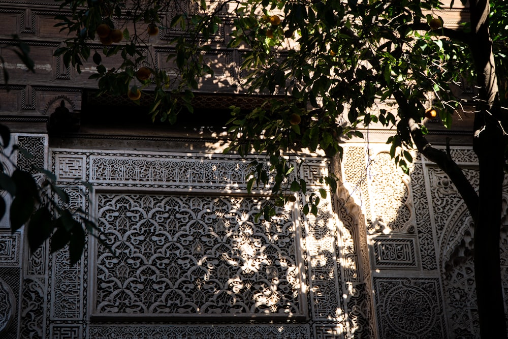 the shadow of a tree on a wall