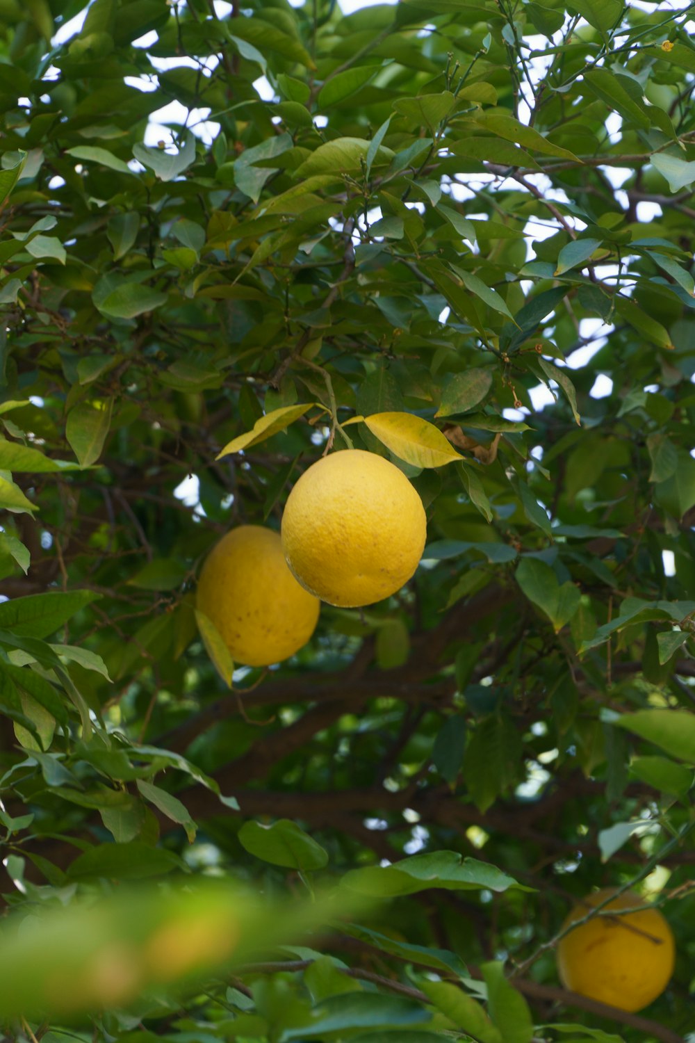 熟したレモンがたくさん詰まった木