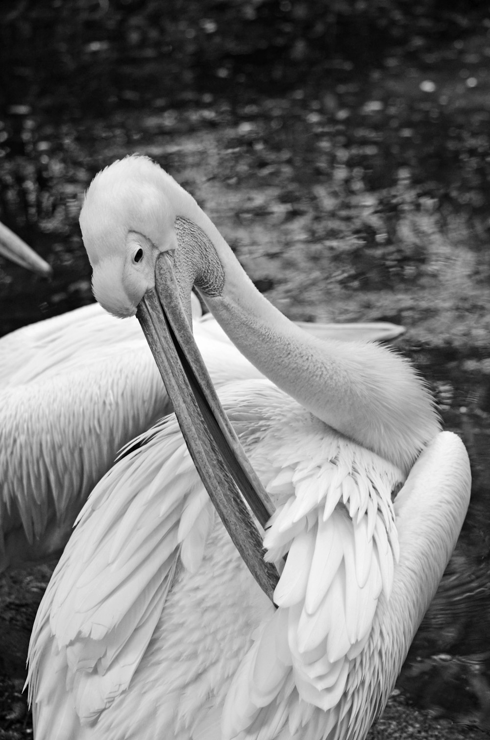 a black and white photo of a pelican
