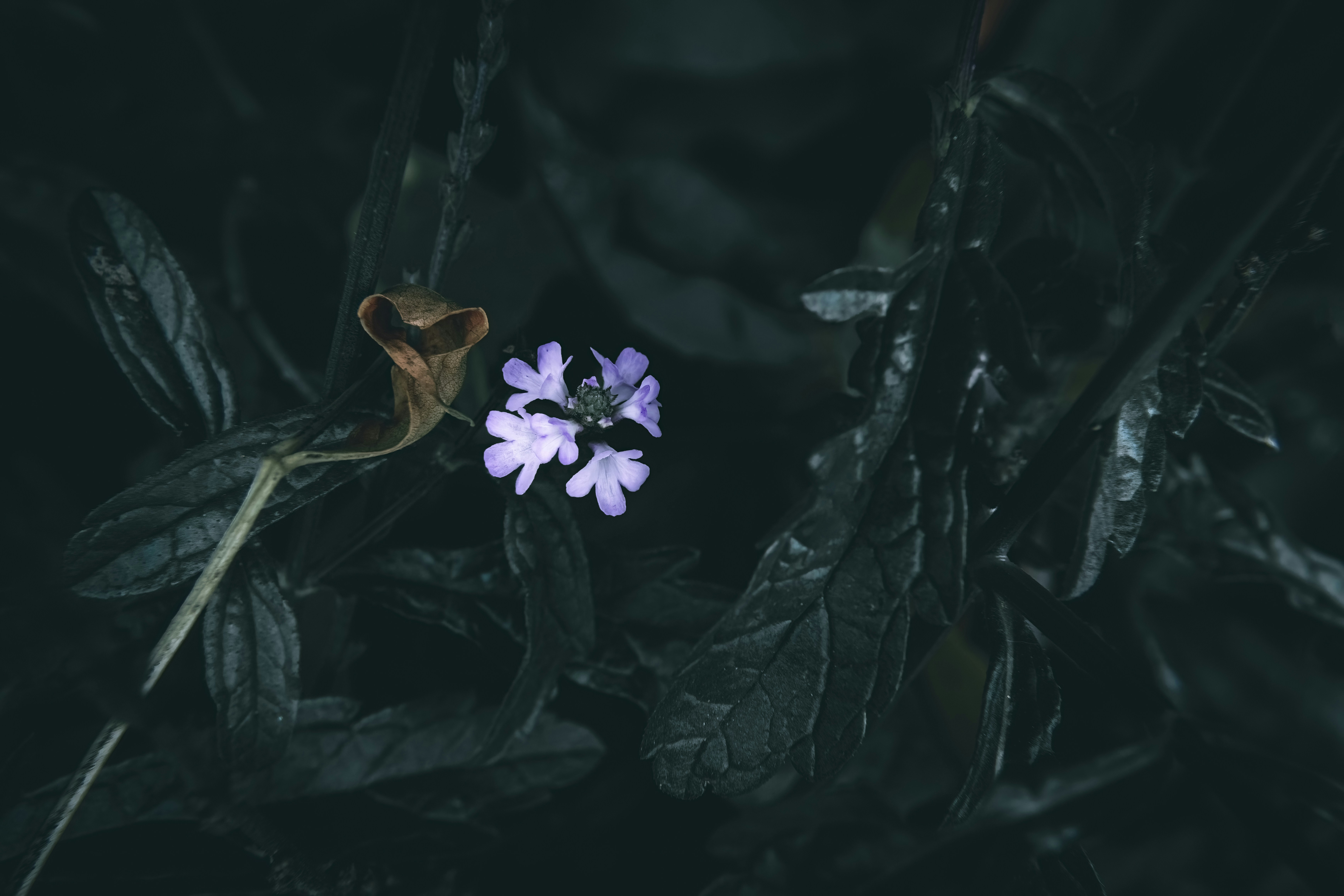 Photo by wyxina