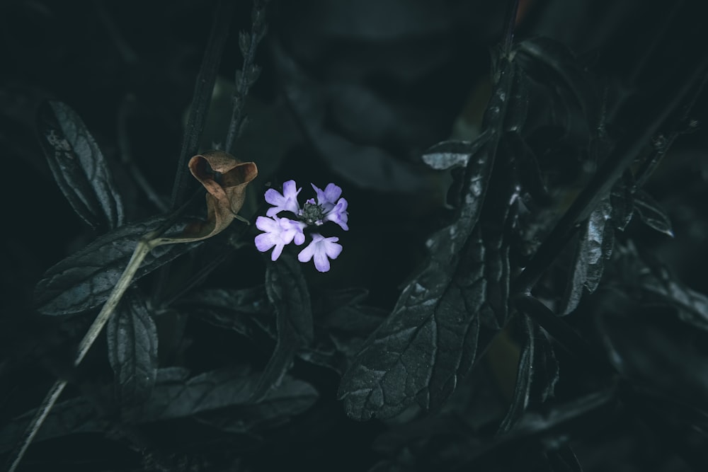 a small purple flower sitting on top of a lush green field