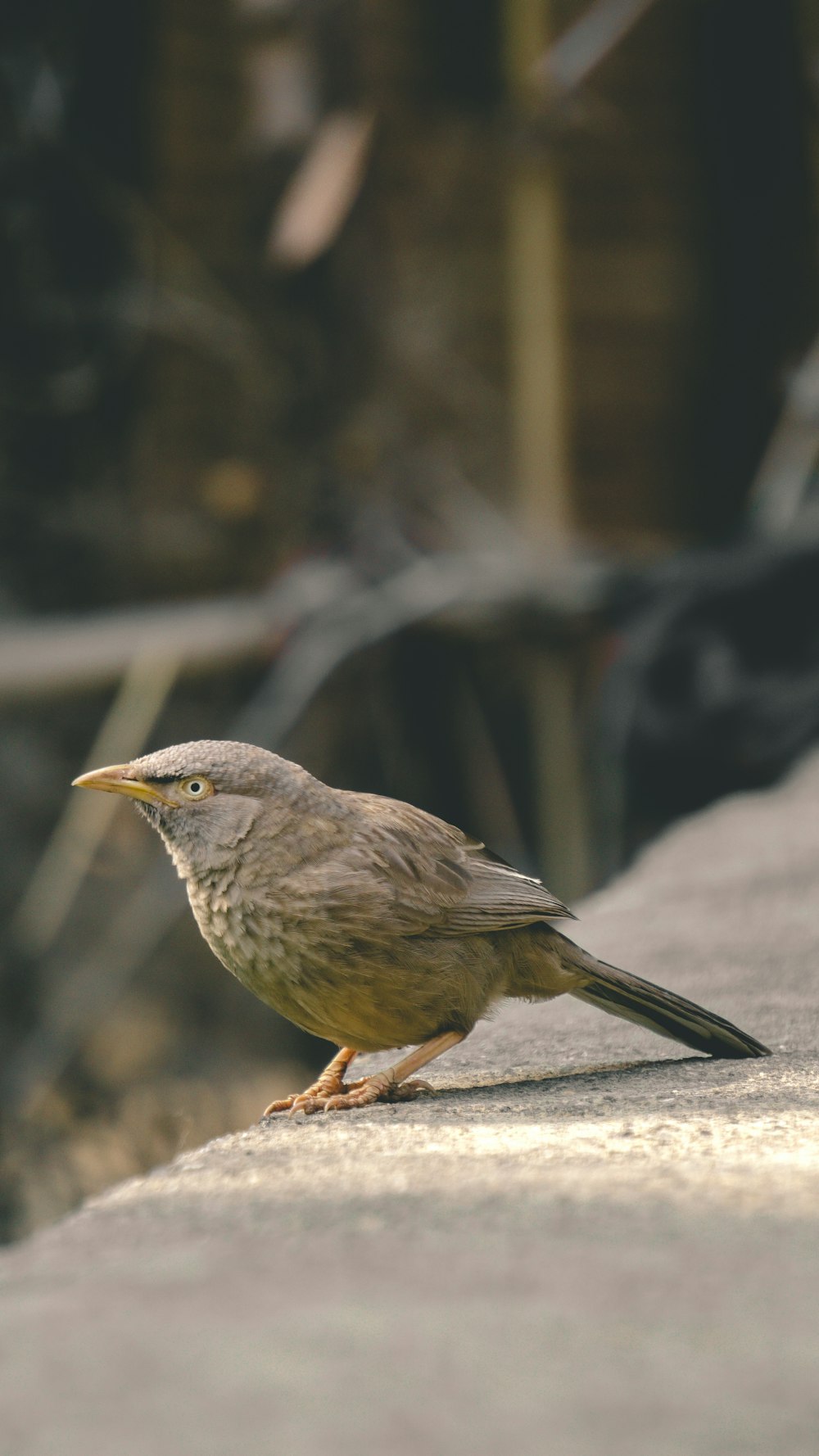 a small bird is standing on a ledge