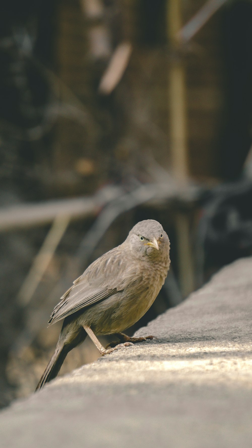 Ein kleiner Vogel sitzt am Rand eines Gebäudes