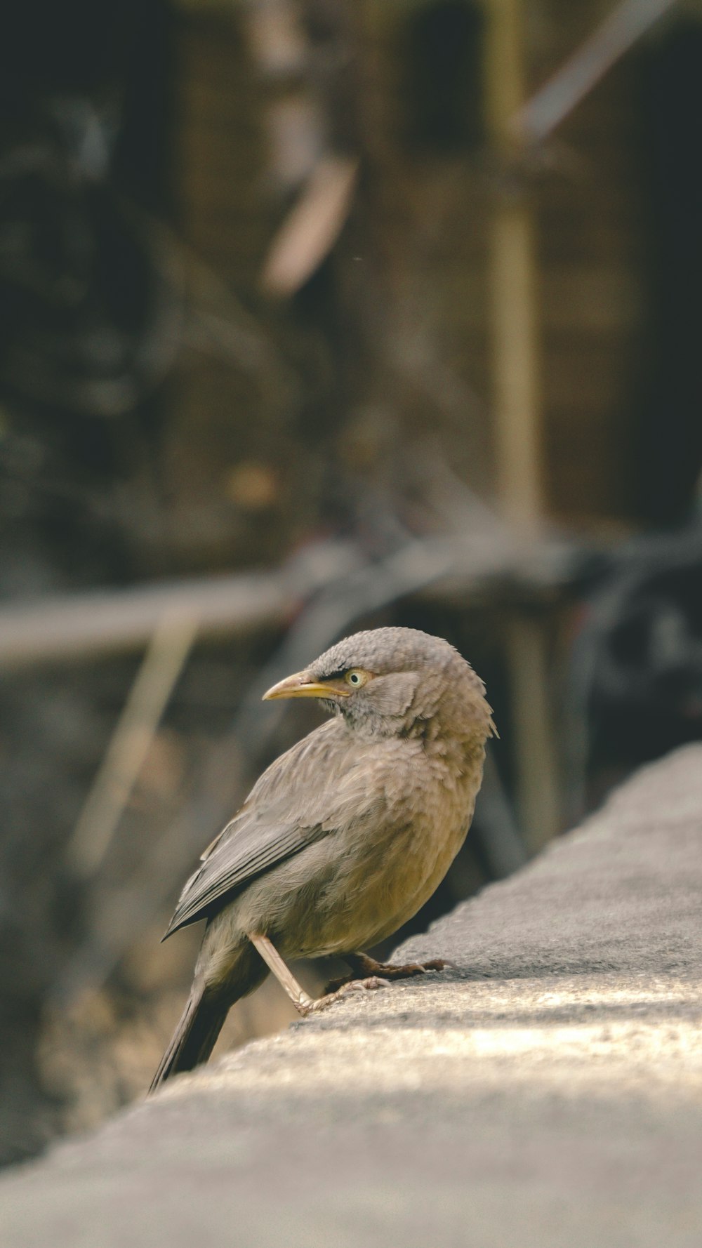 Ein kleiner Vogel sitzt am Rand eines Gebäudes