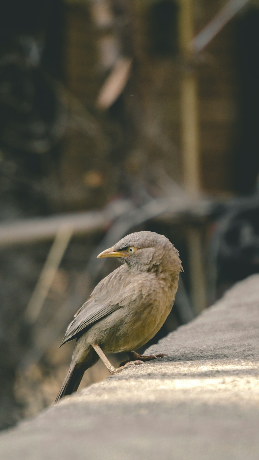um pequeno pássaro sentado na borda de um edifício
