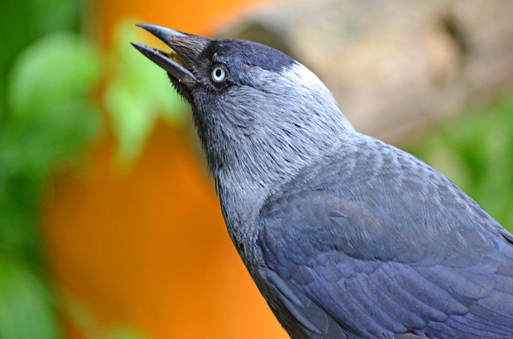 a close up of a bird on a tree branch