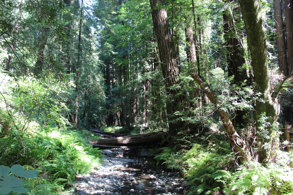 a stream running through a lush green forest