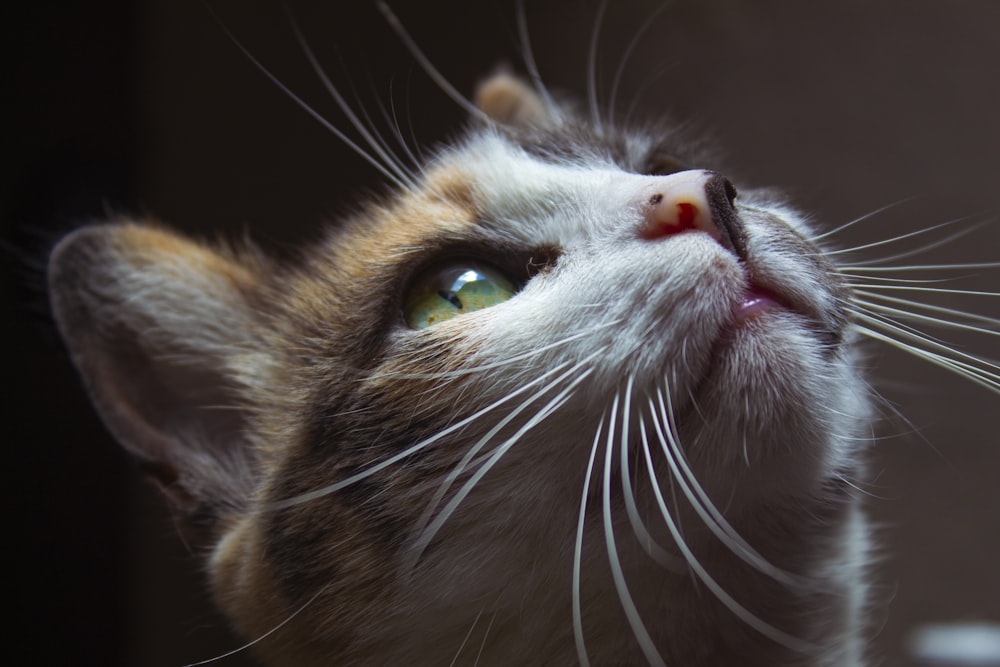 a close up of a cat's face looking up