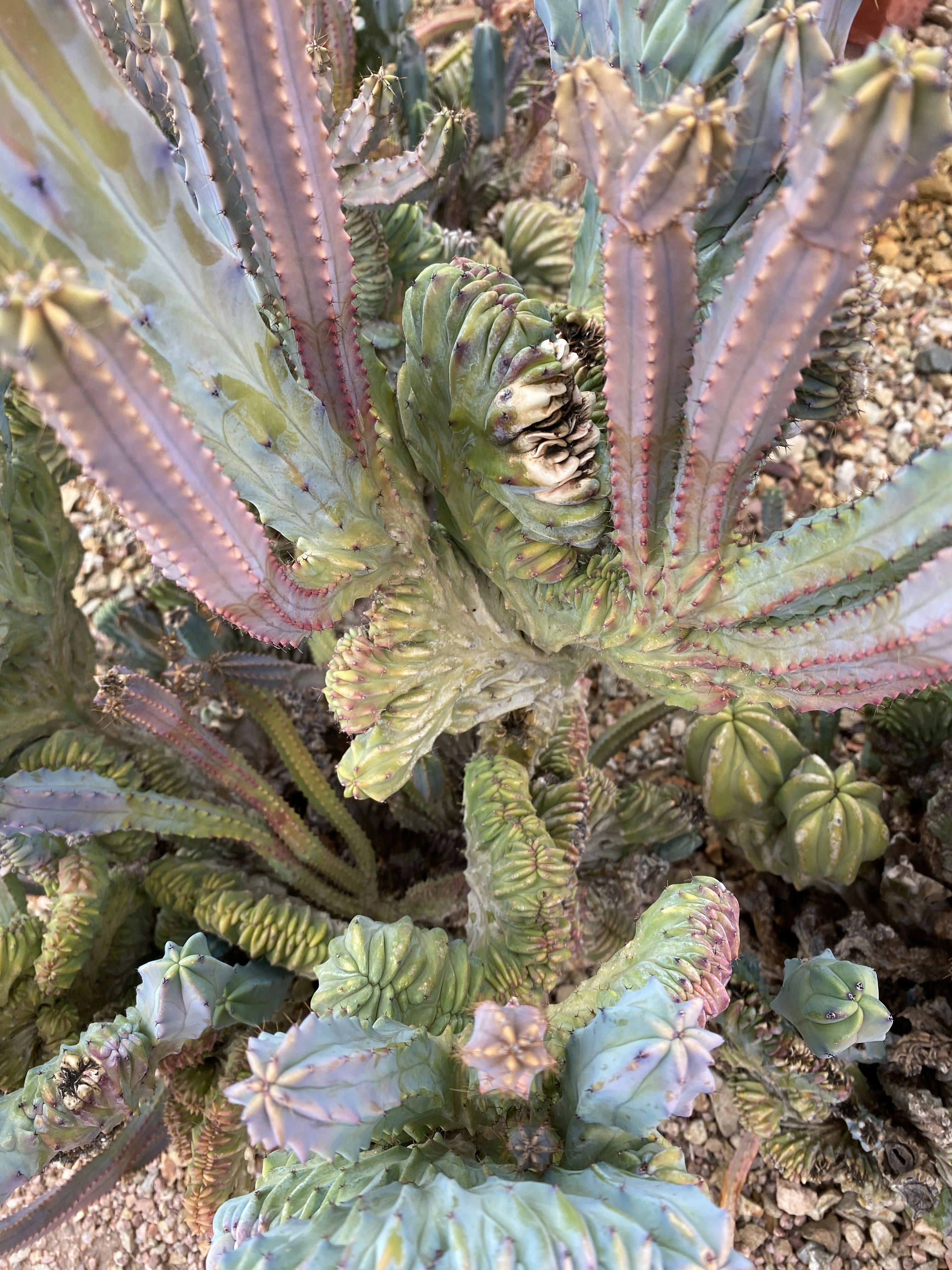 Miniature barrel cactus showcasing its vibrant green color and delicate yellow flowers