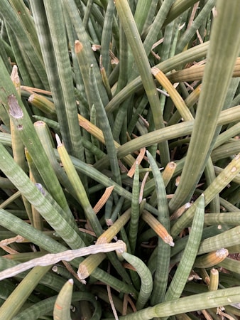 A dense cluster of green, elongated leaves interspersed with brown, dried tips. The leaves are cylindrically shaped and some of them show signs of dryness and damage.