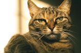 a close up of a cat with a blurry background