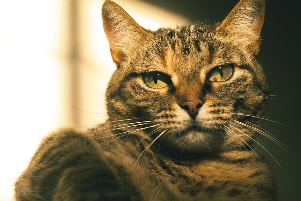 a close up of a cat with a blurry background