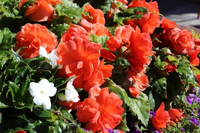 a bunch of red and white flowers in a garden