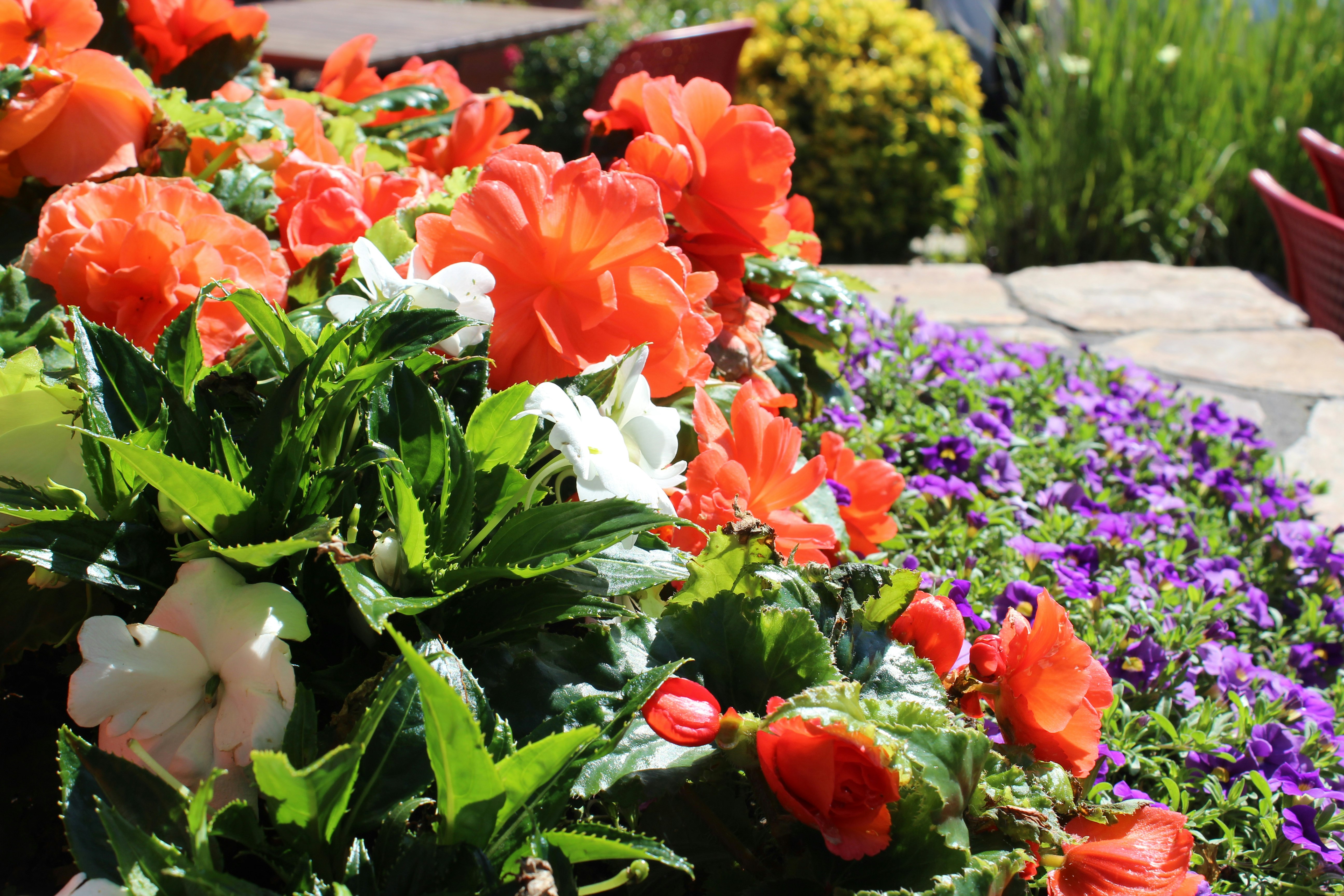 Bepflanzung von Beeten