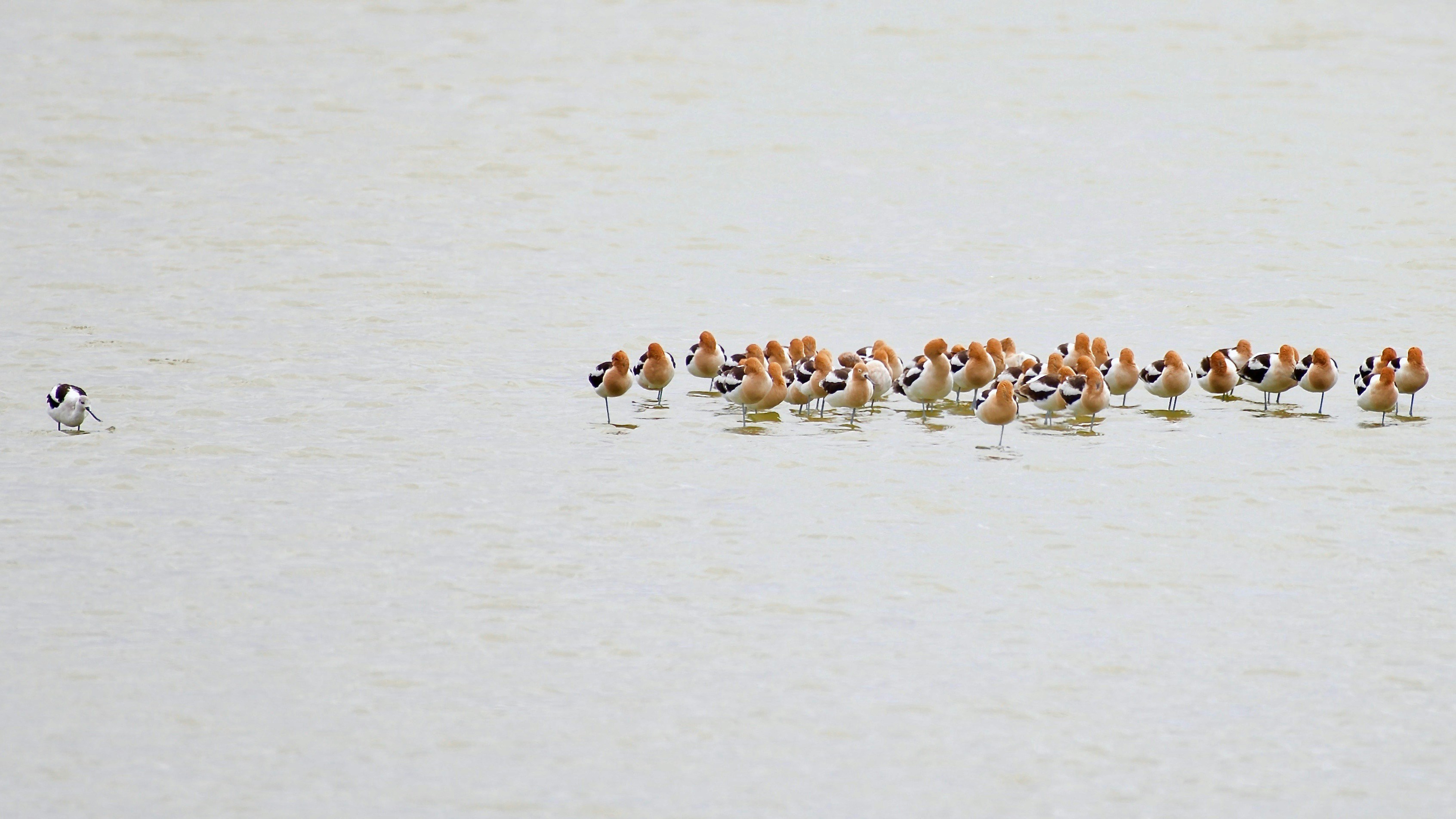 a flock of birds floating on top of a body of water