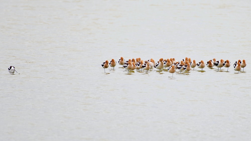 a flock of birds floating on top of a body of water